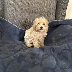 Teacup maltipoo, Nicosia — Nicosia - Ag. Antonios