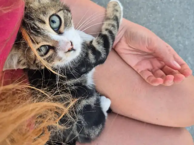 2 boys are looking for a home, Limassol — Souni