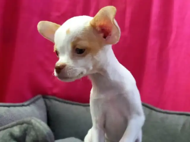 Chihuahua puppy female, Famagusta — Agia Napa