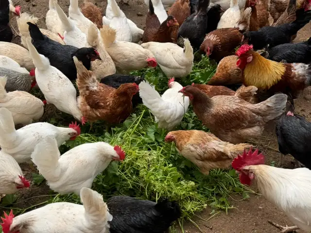Χωριατικες κοτες και αυγοπαραγωγης leghorn, Nicosia — Tseri
