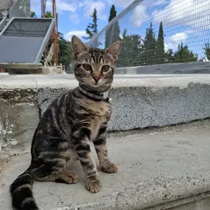 Για ιοθεσια, looking for a home, Επαρχία Λάρνακας — Λεύκαρα Πάνω