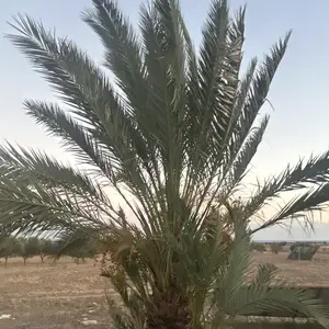 Mature fruit-bearing date palm in kivisili, larnaca, Larnaca — Kivisili