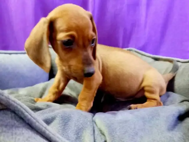 DACHSHUND female miniature, Famagusta — Agia Napa