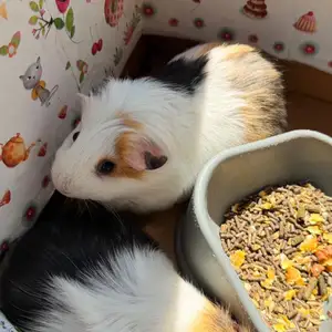 Guinea pig, Επαρχία Λεμεσού — Λεμεσός - Άγιος Αντώνιος