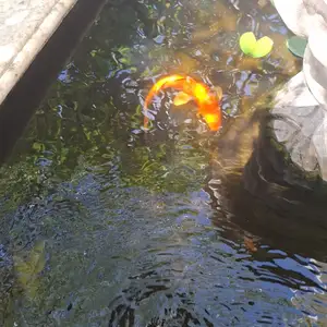 Koi 35-40cm, Επαρχία Πάφου — Γεροσκήπου