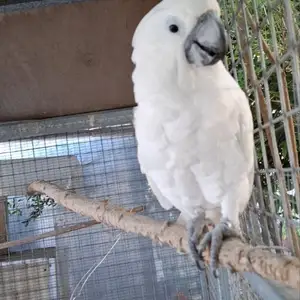 Umbrella cockatoo, Επαρχία Λάρνακας — Λάρνακα - Σκάλα