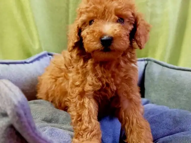 Korean toy Poodle male, Famagusta — Agia Napa