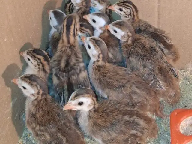 Guinea fowl keets, Επαρχία Λεμεσού — Τραχώνι Λεμεσού