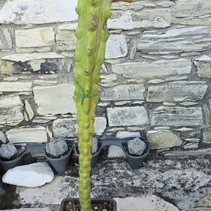 Myrtillocactus fukurokuryuzinboku, Larnaca — Kalo Chorio