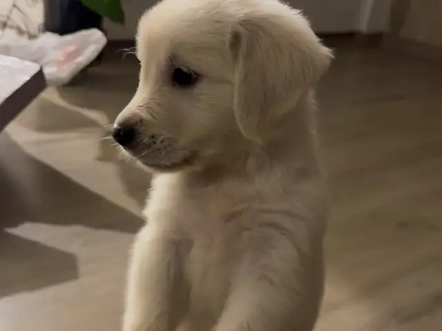 Golden retriever, Επαρχία Λευκωσίας — Στρόβολος - Άγιος Δημήτριος