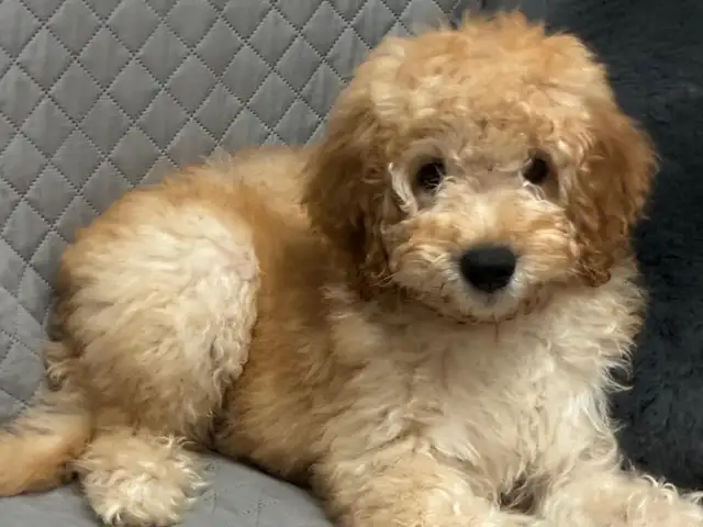 Mini poodle, Limassol — Limassol - Mesa Geitonia