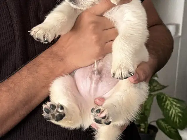 Pure bred golden retriever puppy, Nicosia — Strovolos - Acropolis