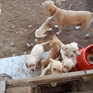 Χαρίζονται κουτάβια δύο μηνών.μιξ labrator retriever,viszla.μονο υπεύθυνα ατομα, Επαρχία Λευκωσίας — Περιστερώνα Λευκωσίας