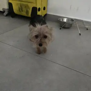 Chorckies terrier 11minon 1.5kg thilikia, Larnaca — Livadia Larnakas