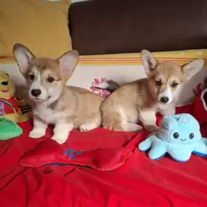 Welsh corgi pembroke puppies, Larnaca — Larnaka - Skala