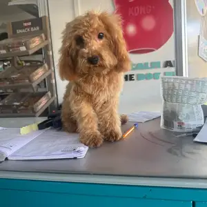 Toy poodle, Επαρχία Λευκωσίας — Έγκωμη - Μακεδονίτισσα