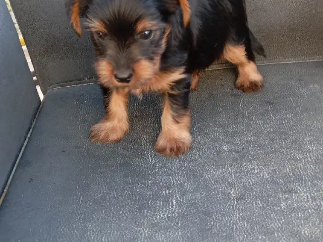 Yorkshire terrier mini girl, Επαρχία Λευκωσίας — Γέρι