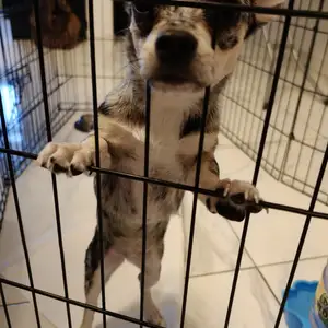 Chihuahua Blue Merle, Larnaca — Aradippou - Apostolos Loukas