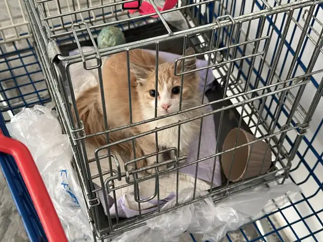 Little kitten for adoption, Larnaca — Larnaka - Finikoudes