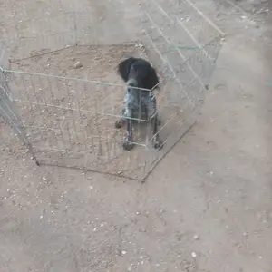 English setter, Larnaca — Lefkara Kato