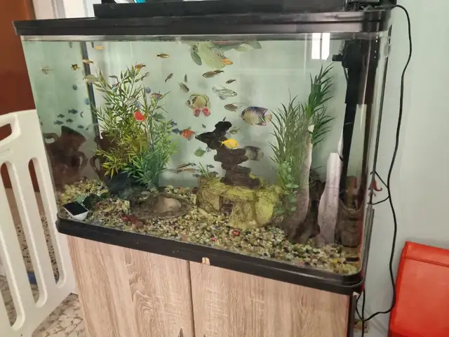 Aquarium with fish and accessories, Paphos — Chlorakas