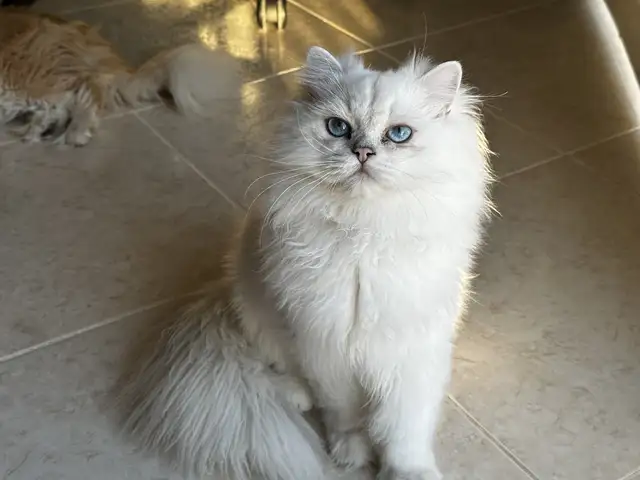British longhair male for breeding, Επαρχία Πάφου — Έμπα
