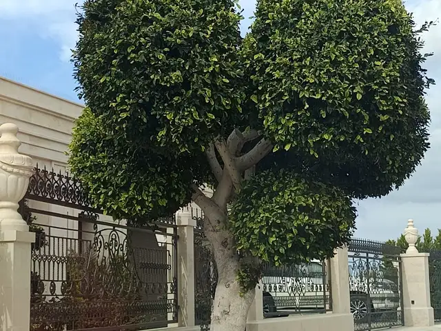 Gardener, Paphos — Pegeia
