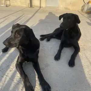 Paco & fidel, Larnaca — Aradippou - Apostolos Loukas