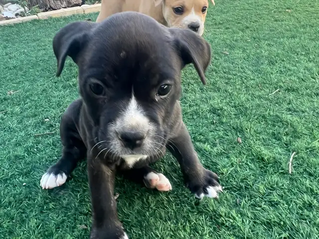 Frenchie staff puppies, Nicosia — Anageia