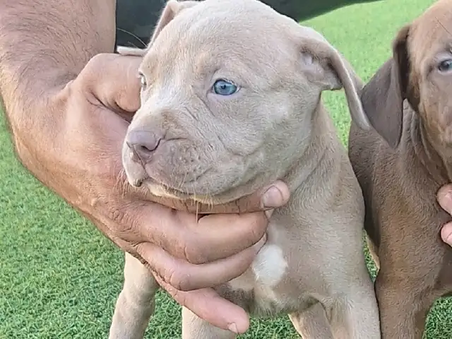 Amstaff 2 months, Επαρχία Λάρνακας — Λιβάδια Λάρνακας
