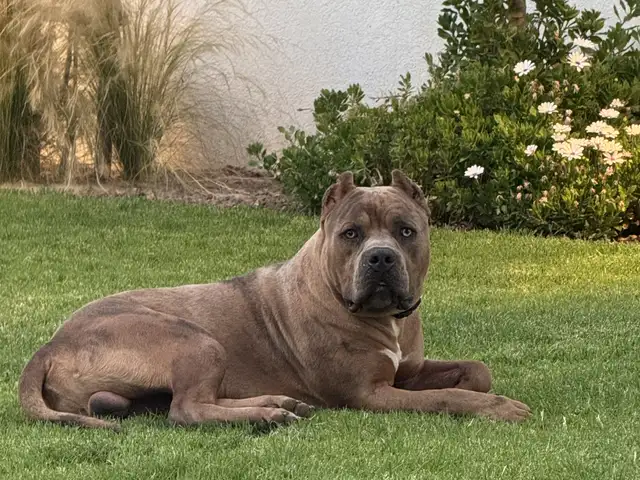 American bully xl abkc, Limassol — Agios Athanasios