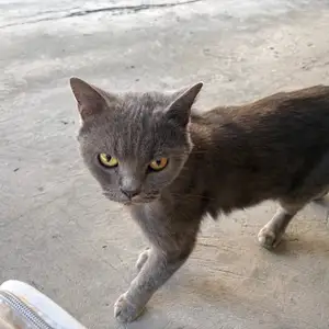 British shorthair, Limassol — Agios Athanasios