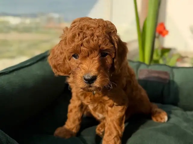 Red toy poodle boy, Επαρχία Λάρνακας — Λάρνακα - Φοινικούδες