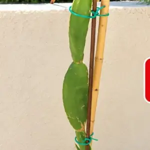 Cactus 3 years old very healthy, Limassol — Agios Tychon Tourist Area