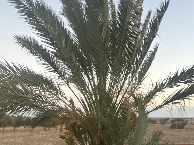 Mature fruit-bearing date palm in kivisili, larnaca, Επαρχία Λάρνακας — Κιβισίλι