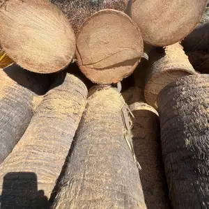 Washingtonia robusta palm tree trunk logs, Paphos — Chlorakas