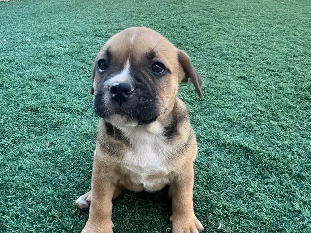French staff puppies, Επαρχία Λευκωσίας — Ανάγεια