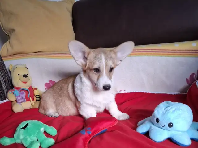 Welsh corgi pembroke puppies, Larnaca — Larnaka - Skala - 3