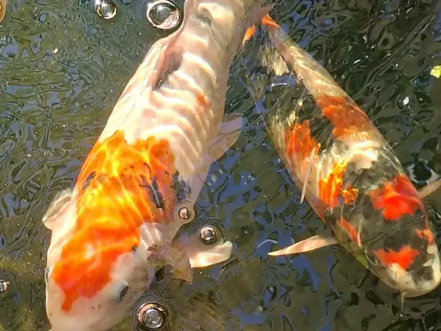 Japanese Ginrin Showa Koi Fish 40cm / Γιαπωνέζικο Κοί - Ginrin Showa, Larnaca — Perivolia Larnakas