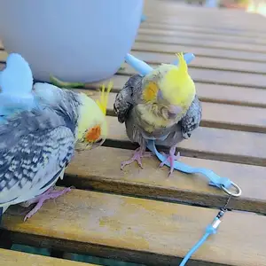 Cockatails, Επαρχία Λευκωσίας — Πέρα