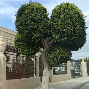 Gardener, Paphos — Pegeia