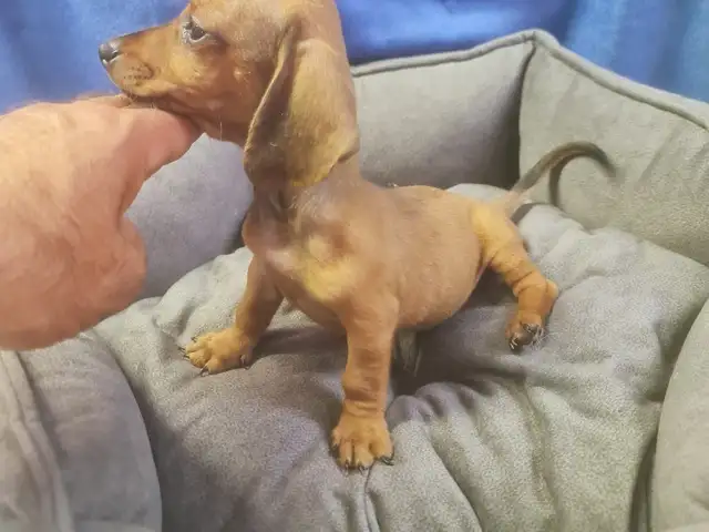 DACHSHUND male miniature, Επαρχία Αμμοχώστου — Αγία Νάπα