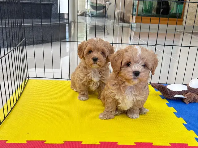 Maltipoo f1, Limassol — Agios Athanasios