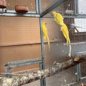 Lutino ring neck breeding pair, Nicosia — Lakatameia - Archangelos-Anthoupoli