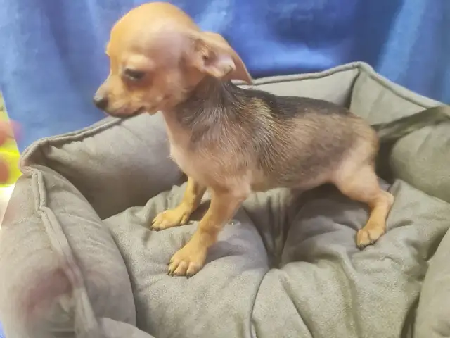 Chihuahua puppy male, Famagusta — Agia Napa