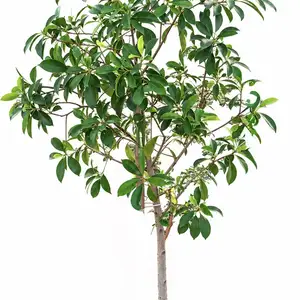 Potted chinese bonsai tree - ficus microcarpa - 4 ετών years old established, Larnaca — Larnaka - Kamares
