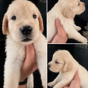 Golden retriever, Επαρχία Λεμεσού — Λεμεσός - Άγιος Γεώργιος