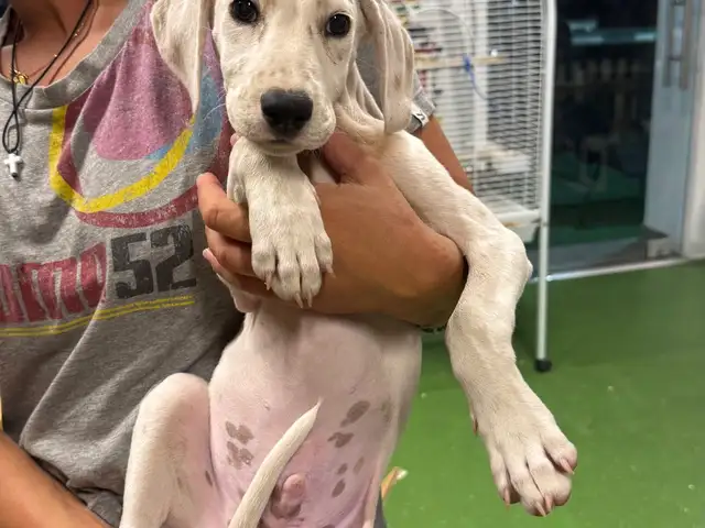 Dalmatian puppy with pedigree, Larnaca — Mosfiloti