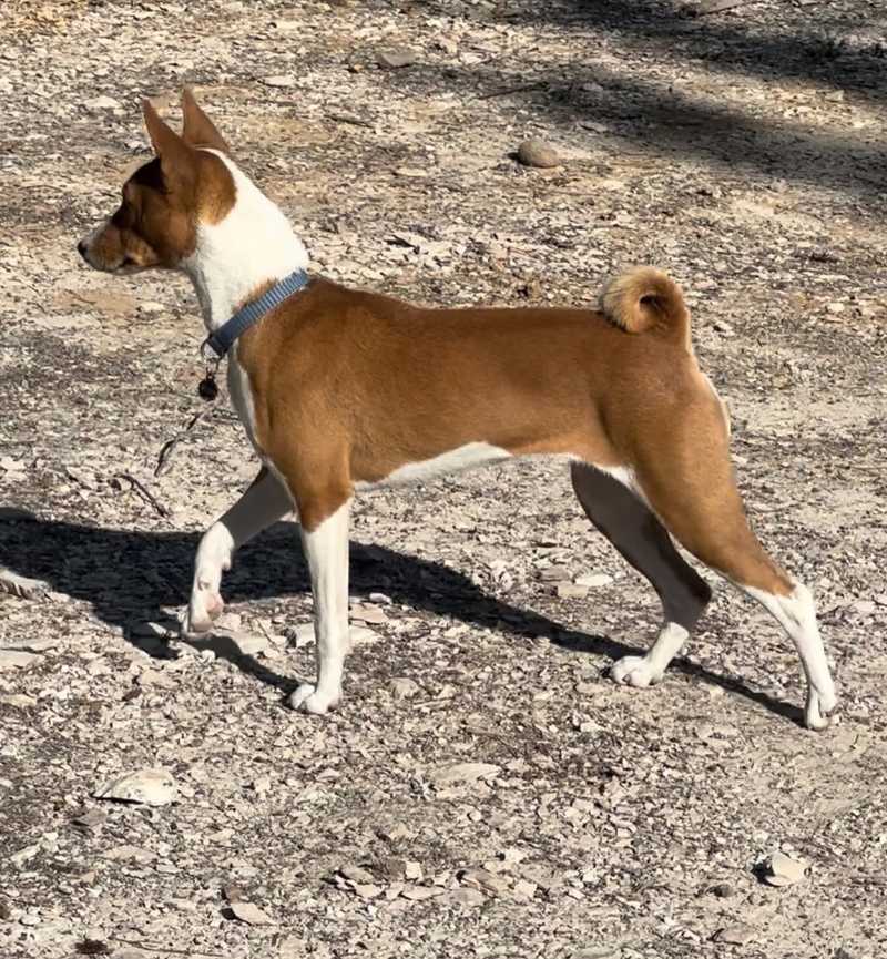 Basenji Medium Sized Dogs With Curly Tails Basenji Dog Info