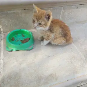 Χαριζεται γατακι, Limassol — Palodeia